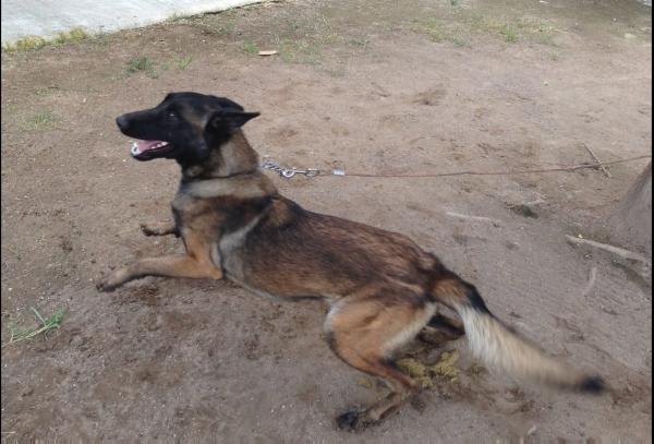 Morusa [Rosete] gb-4863-B | Belgian Malinois 