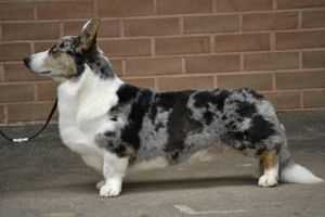 Cymraeg Ci Guns'n Roses | Cardigan Welsh Corgi 