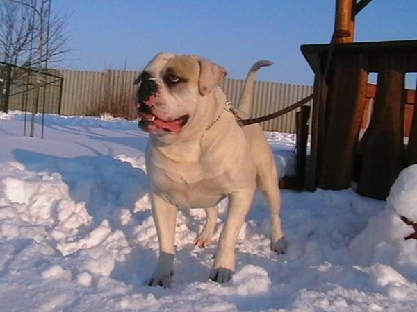 Demoniac Team Dodi of Blondbulls | American Bulldog 