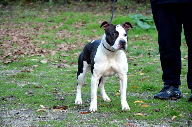 J'Athena Fitness Park | American Staffordshire Terrier 