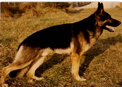 Grando vom Schloß Veitenstein | German Shepherd Dog 