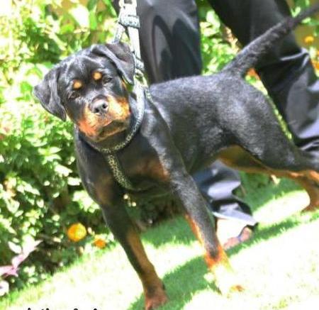 Bonanza Hadhood House | Rottweiler 