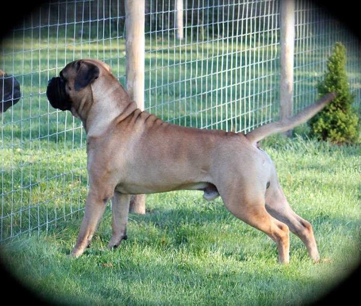 Bramstoke’s Blastinoff Bartholomew | Bullmastiff 