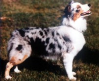 McMatt's Secret Obsession | Australian Shepherd 