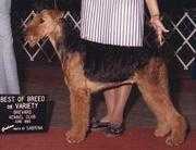 Tartan Glory of Quint | Airedale Terrier 