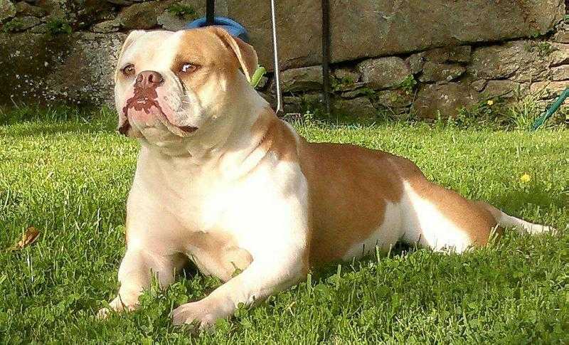 Keltarauras Chosca | American Bulldog 