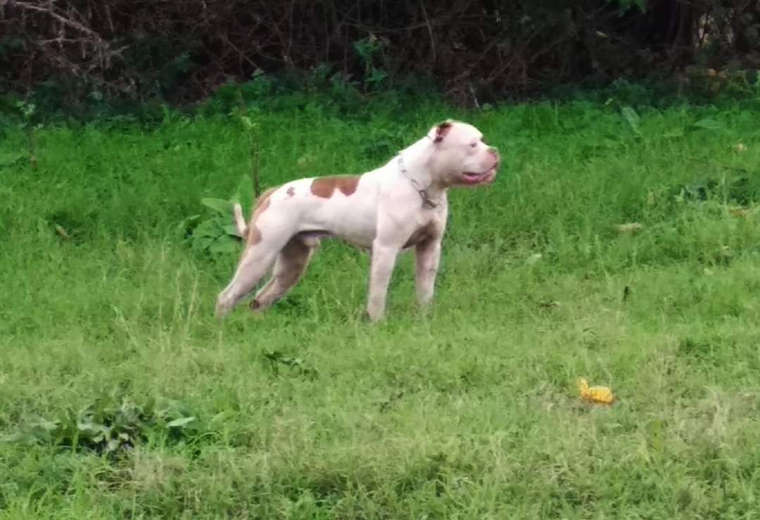 Aides Dominik of RealBulls aka Mazinga | American Bulldog 