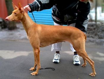 Imharref-Holma Of The Netherlands | Pharaoh Hound 