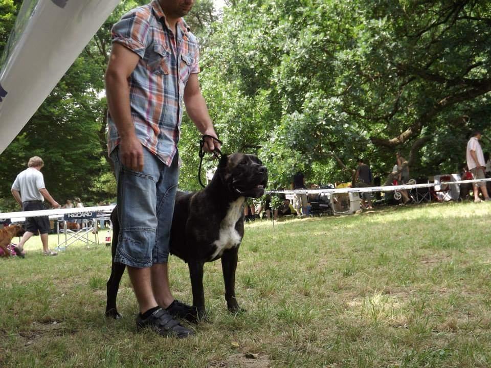 pellérdi hegyörzo carletta | Cane Corso 