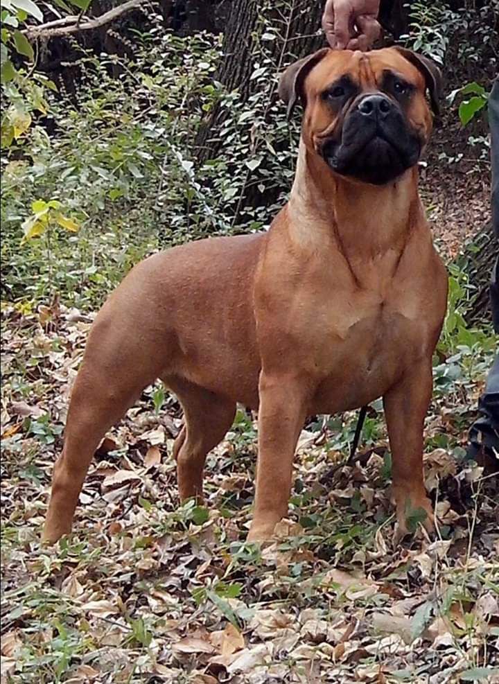 ROKALUNA GUINEA | Bullmastiff 