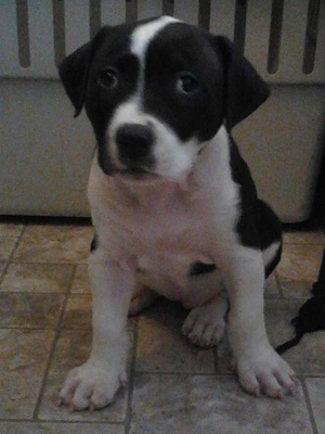 Bear Trap's Babs of BCB | American Bulldog 