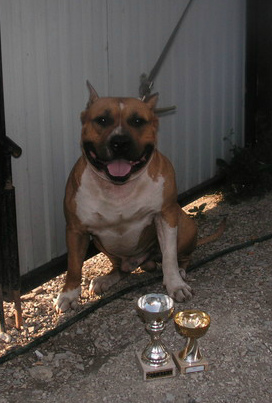 Ar Ti Show Darian Star Warior | American Staffordshire Terrier 