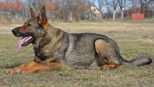 Chana Valov dvor | German Shepherd Dog 