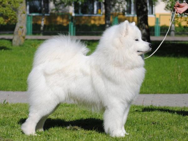 Amore A Prima Vista Smiling Miracle | Samoyed 