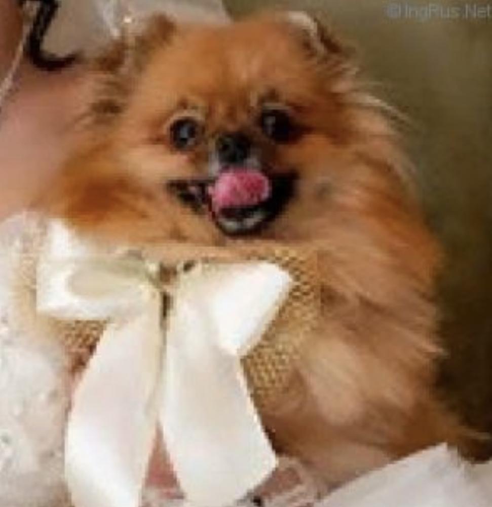 SOFT SMAIL GLORIYA SHARM | Pomeranian 