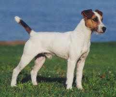 Conquest Scorch | Jack Russell Terrier 