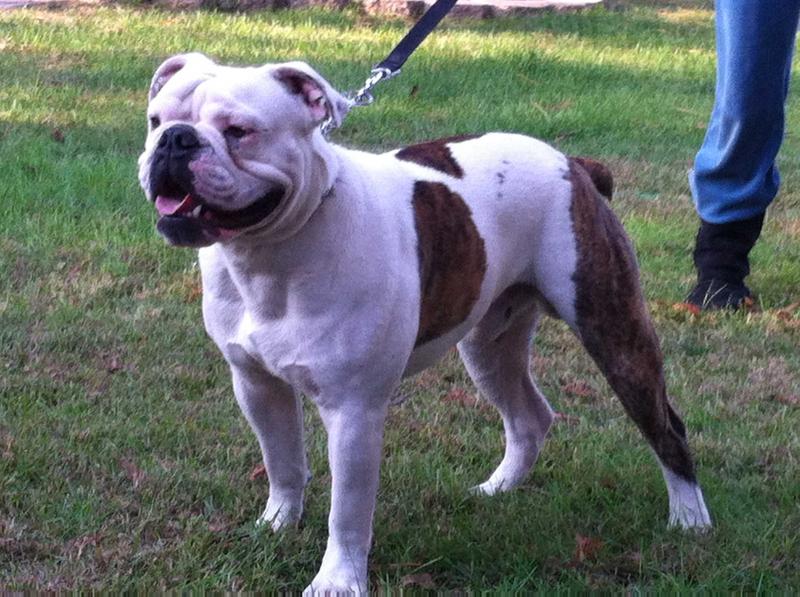 Biff Ceniceros | Olde English Bulldogge 