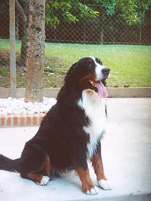 Dani V. Tonisbach | Bernese Mountain Dog 