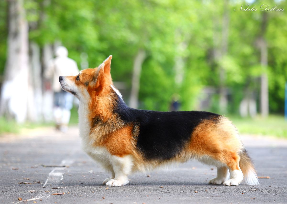 AMORE VERITAS DON CORLEONE | Pembroke Welsh Corgi 