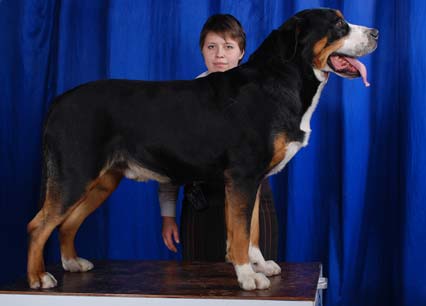 Altaro des Joyeuses Gambades | Greater Swiss Mountain Dog 