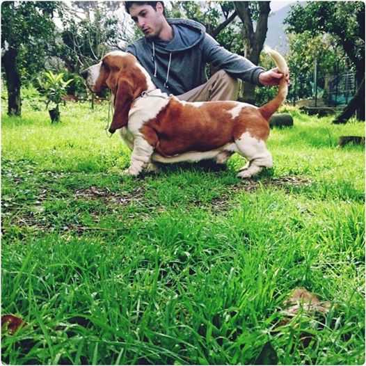 Sogno Dell'Antica Dea Partenopea | Basset Hound 