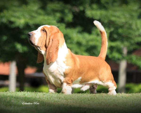 Ozzy Br Lake Park | Basset Hound 