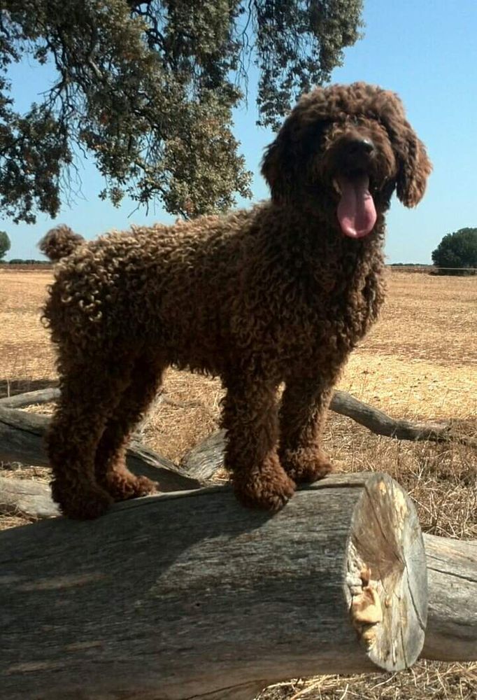 SELVA DE GUADALTEBA | Spanish Water Dog 