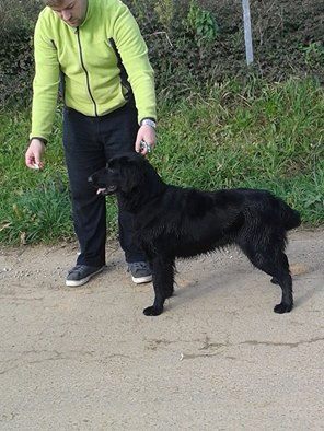 shmi de tucuman | Flat-Coated Retriever 