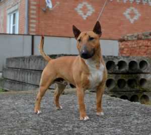 ARNOLD SCHWARZENEGGER VENTURESOME | Miniature Bull Terrier 