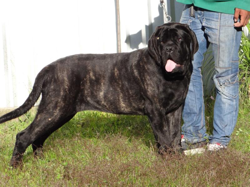 WILLOW  GINAS (FLORES/SANTIAGO) | Mastiff 