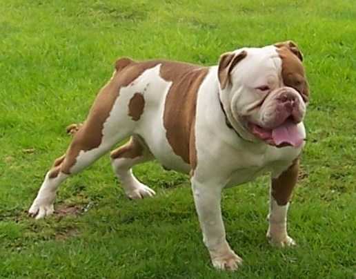 BuffaloCreek's Screaming Eagle | Olde English Bulldogge 