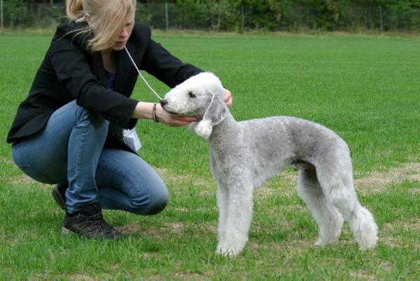 Galactic Defender Xtrim | Bedlington Terrier 