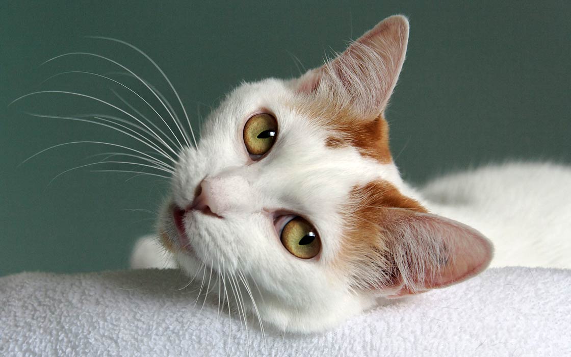 Japanese Bobtail