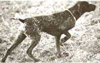 HULDA V HEGE HAUS | German Shorthaired Pointer 