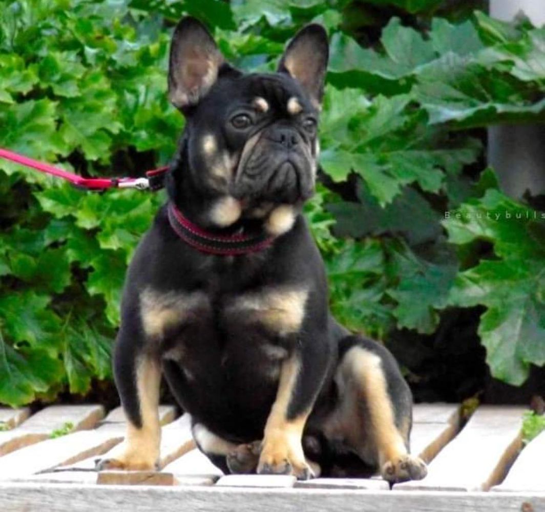 Casanova from royal colour dogs | French Bulldog 