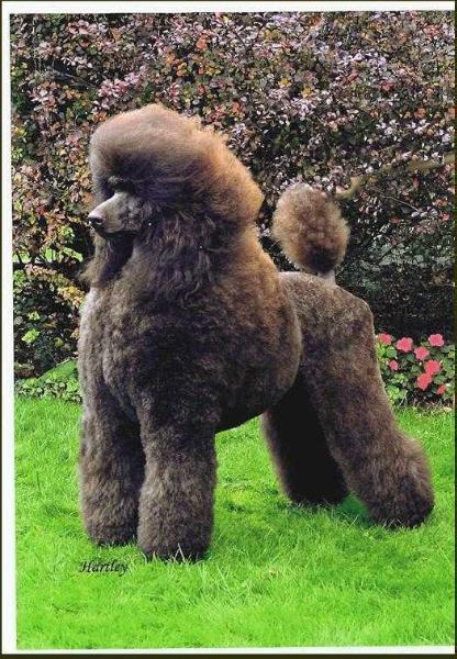 Malibu Celebrity | Poodle 