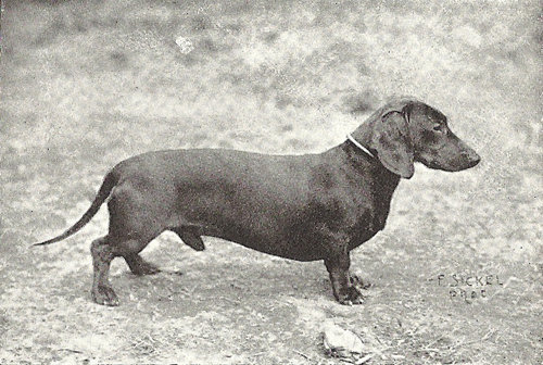 Romeo von der Haide | Dachshund 