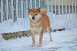 HOKURYUU NO TOKIME GO SAPPORO KAGASOU | Shiba Inu 