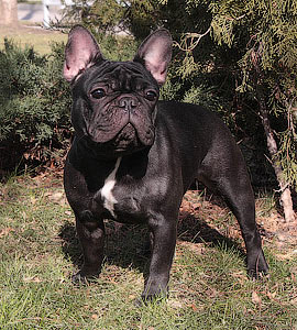 DARNIBU PENELOPA | French Bulldog 