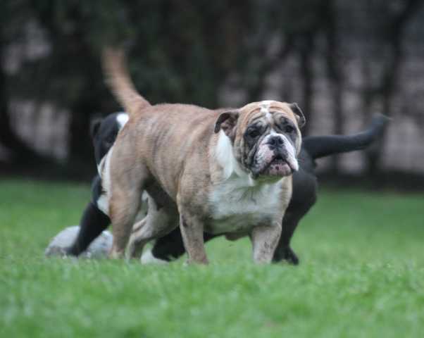 Ostergaard's Notte | Olde English Bulldogge 