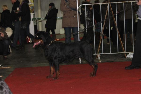 URSZULA Catani | Rottweiler 