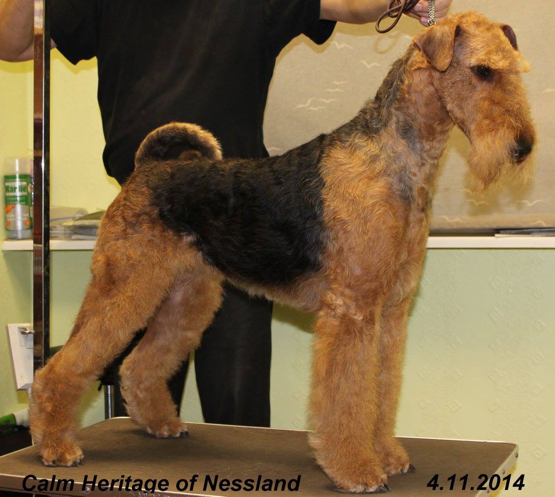 Calm Heritage of Nessland | Airedale Terrier 