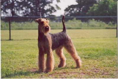 Zensation of Malton | Airedale Terrier 