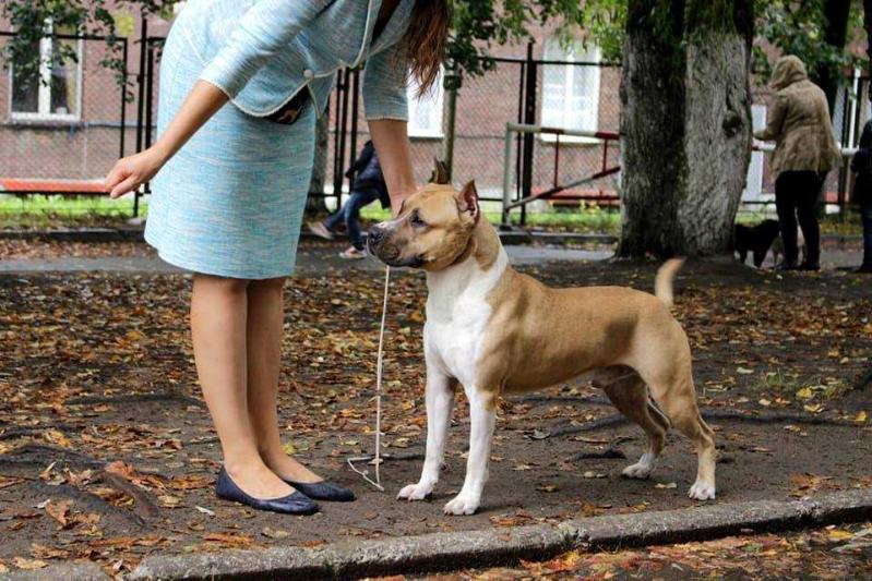Balt Band Golden Warrior | American Staffordshire Terrier 
