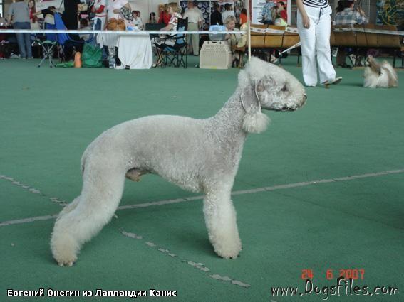 Evgeniy Onegin iz Laplandii Kanis | Bedlington Terrier 