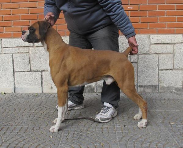 Konan del Genoves | Boxer 