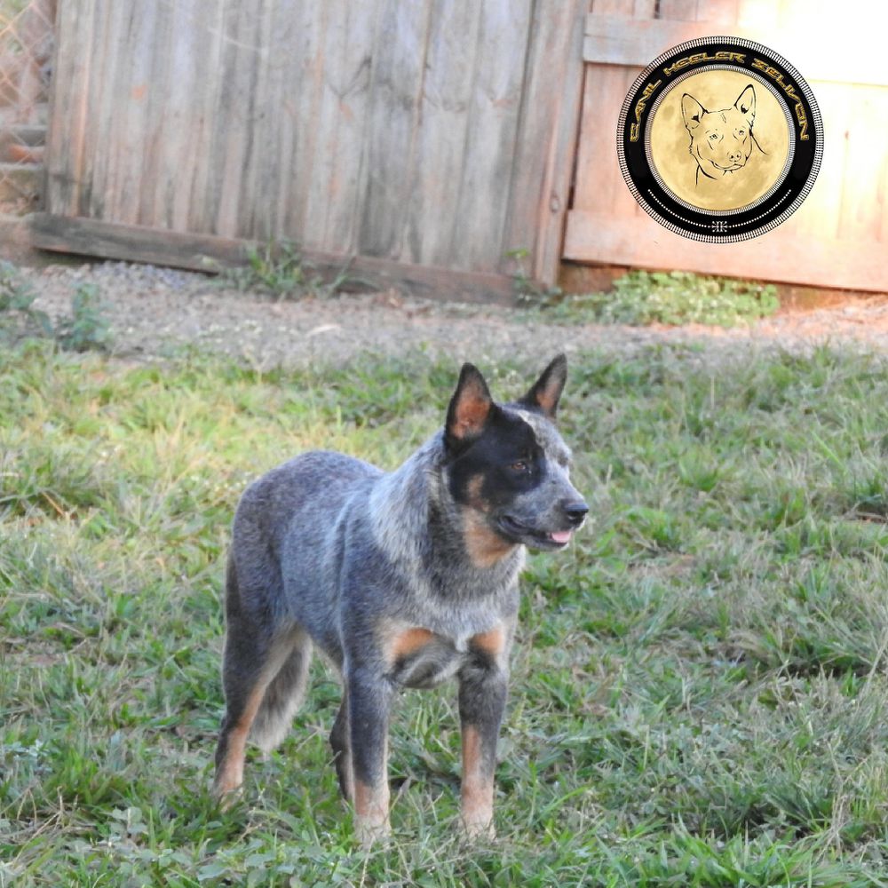 SARABI OF HEELER'S SELIVON | Australian Cattle Dog 