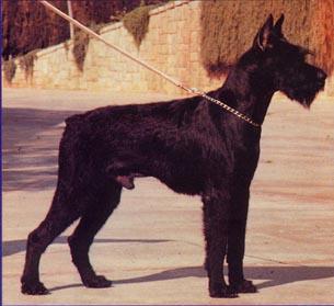 Alexis de Wolkenstein | Giant Schnauzer 