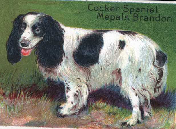 Mepal's Brandon | English Cocker Spaniel 