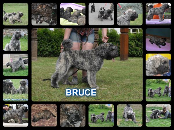 BRUCE April North Carpaty | Bouvier des Flandres 